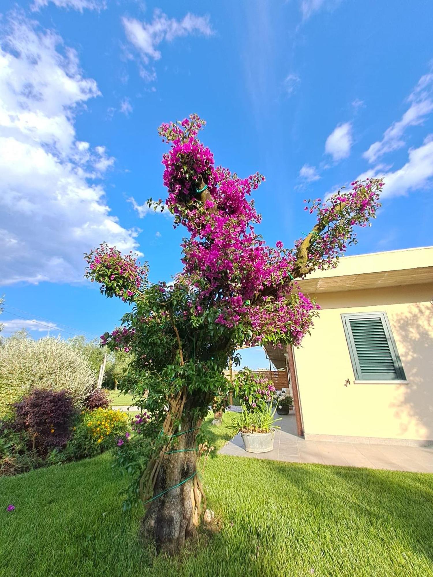 La Campagna Di Peppe E Tullia Bed & Breakfast Formia Exterior foto